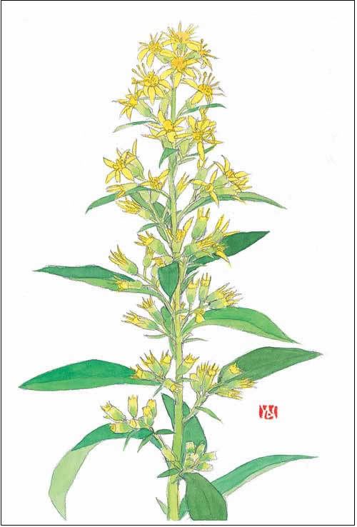 秋の麒麟草（アキノキリンソウ）　画：外山康雄